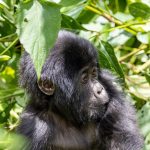 A young mountain gorilla resting in dense forest undergrowth