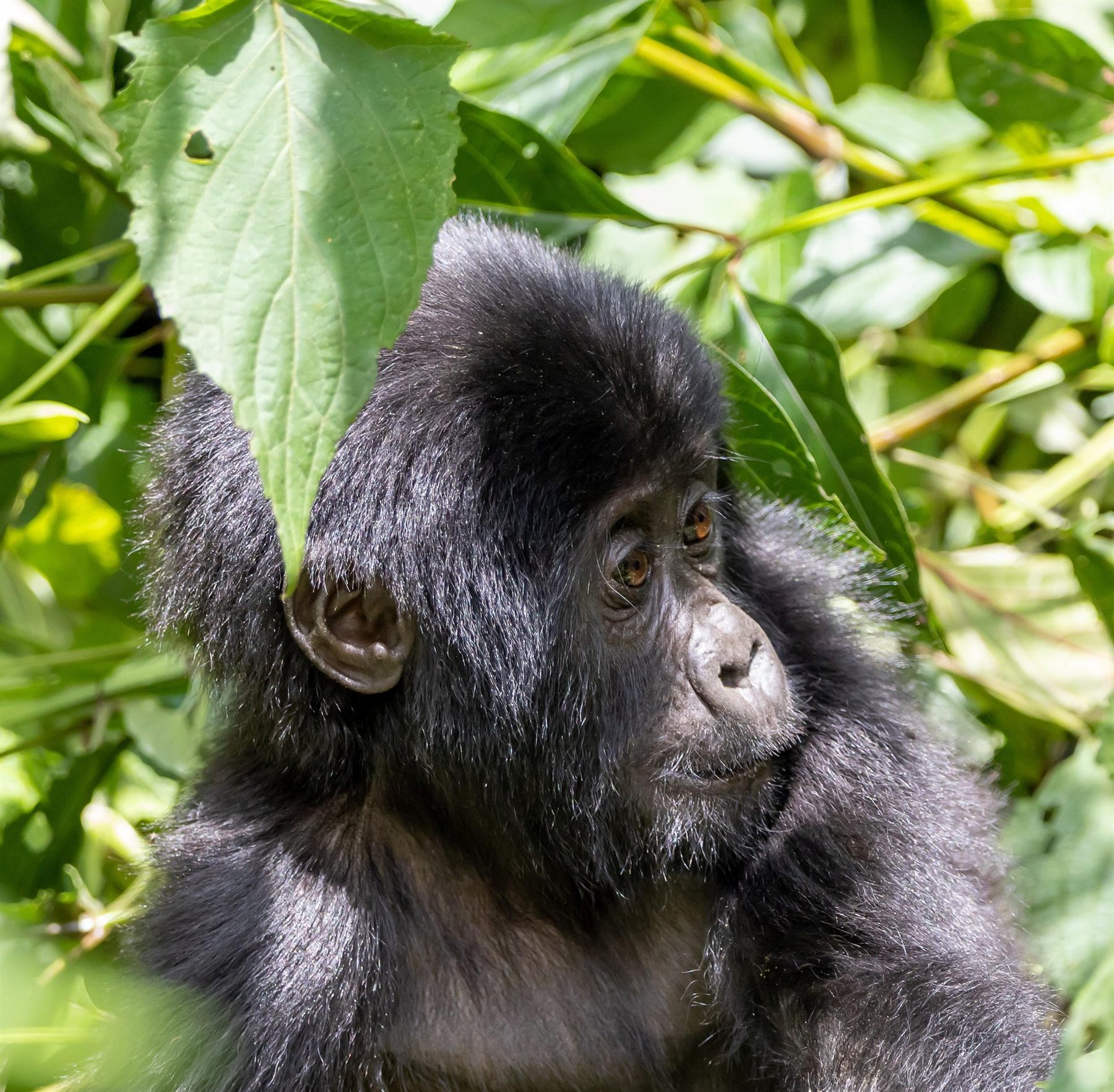 A young mountain gorilla resting in dense forest undergrowth