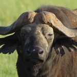An African buffalo standing in grassland looking at the camera