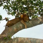 A lioness resting along a fig tree branch in Queen Elizabeth National Park
