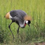 A grey crowned crane in open grassland with its golden crest raised