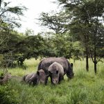 A family group of African Rhinoes including calves moving through bush
