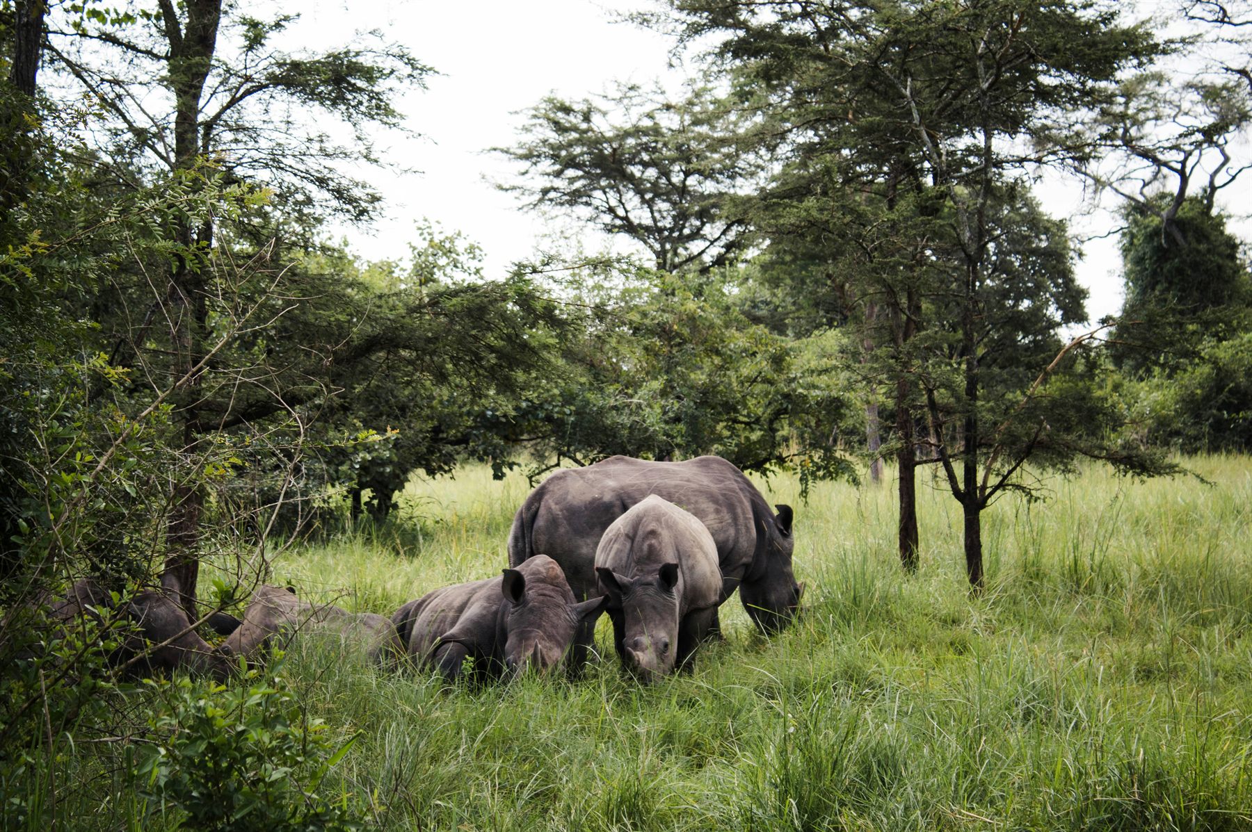 A family group of African Rhinoes including calves moving through bush