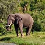 Two African elephants walking across open savannah grassland