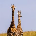 Giraffes standing among acacia trees on the savannah