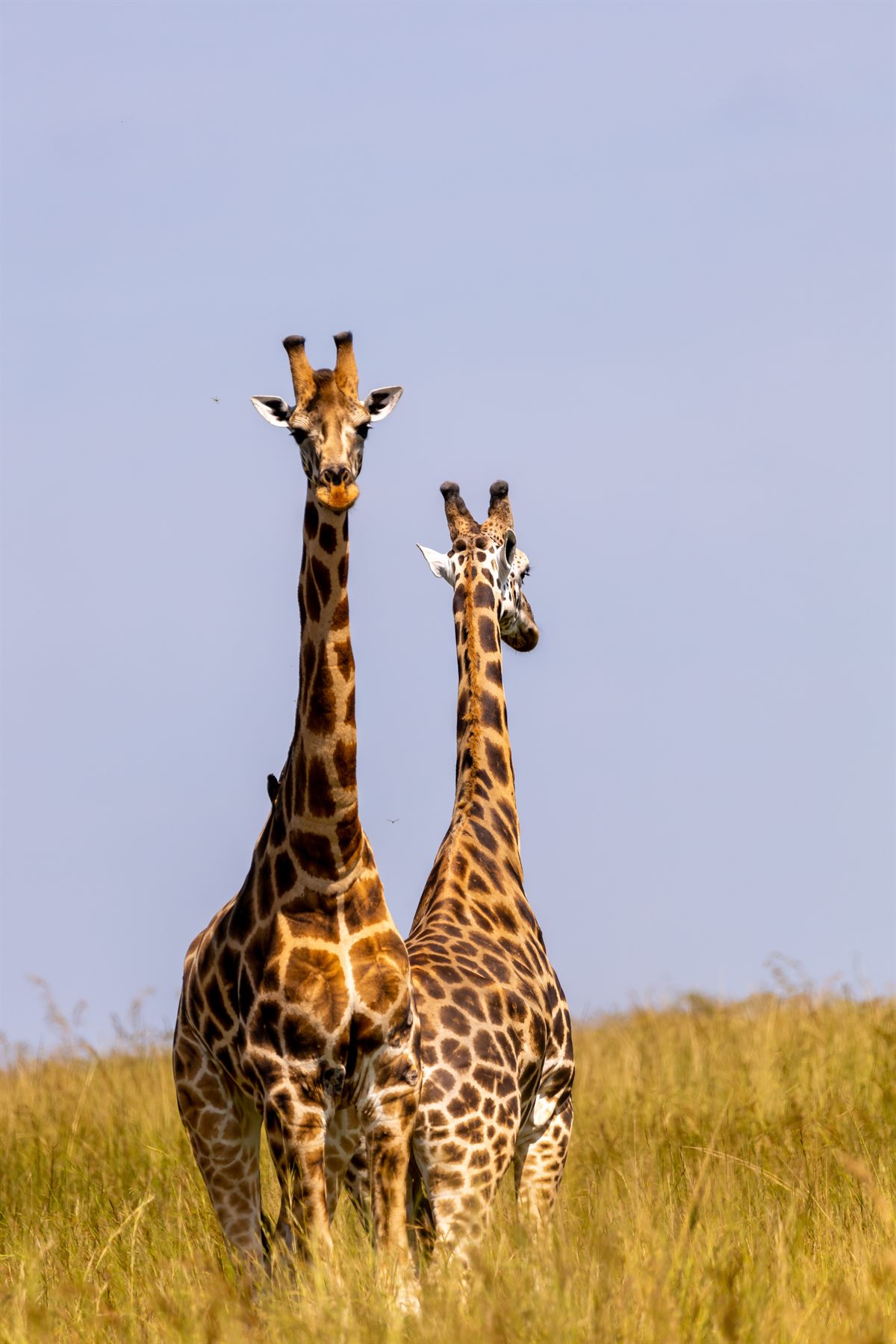 Giraffes standing among acacia trees on the savannah