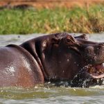 A hippo surfacing on the Nile with its mouth open