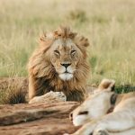 A male lion with a full mane resting in golden savannah grass