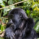 An adult female mountain gorilla sitting among thick green vegetation