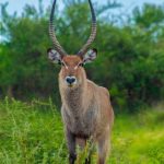 A waterbuck with long ridged horns standing alert in tall grass