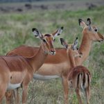 A herd of antelope grazing across open grassland